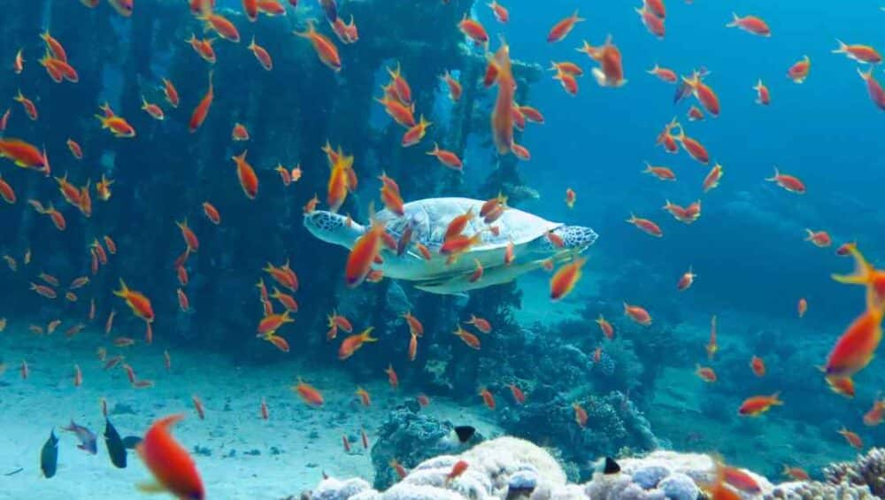 Hurghada, Egypt, Hurghada all inclusive, things to do in Hurghada, Hurghada beaches, Hurghada diving, Hurghada snorkeling, best time to visit Hurghada