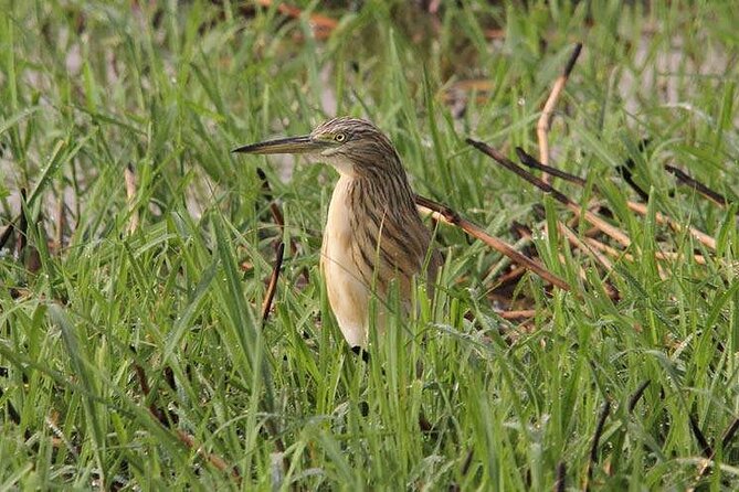 Bird Watching Tour in Aswan