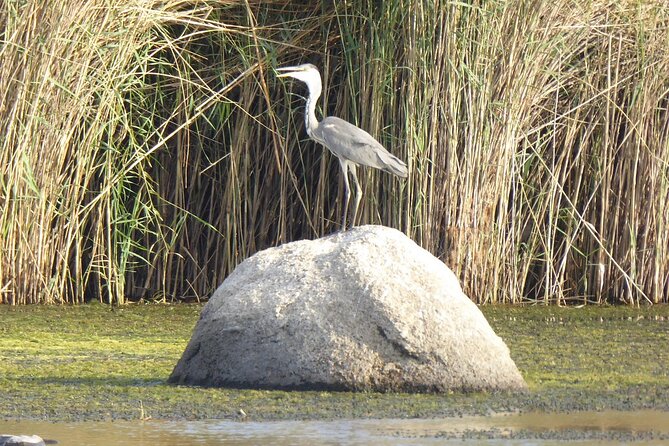 Bird Watching Tour in Aswan