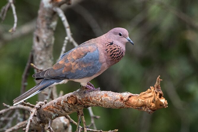 Bird Watching Tour in Aswan