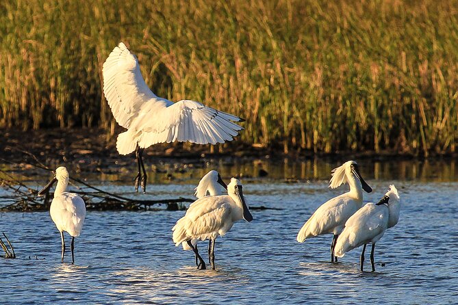 Bird Watching Tour in Aswan