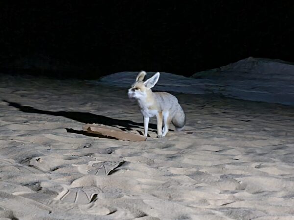 Overnight White Desert Safari Camping from Cairo x