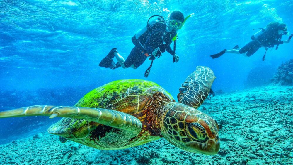 Scuba diving Sharm El Sheikh x