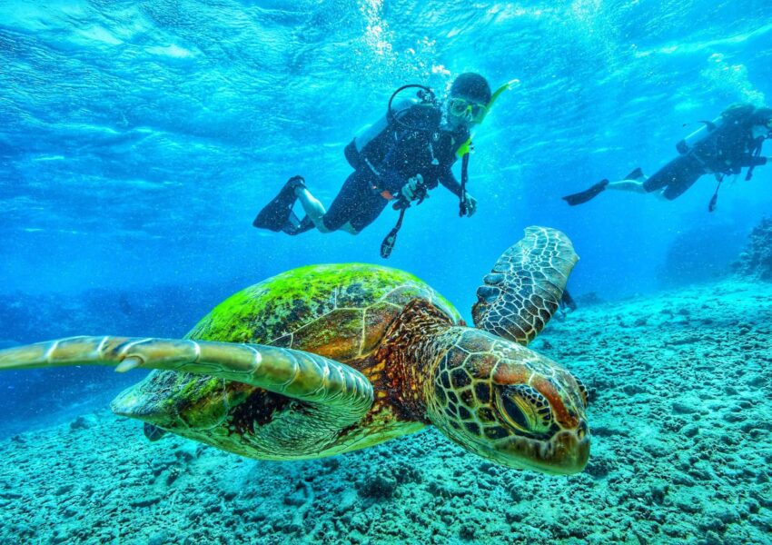 Scuba diving Sharm El Sheikh x