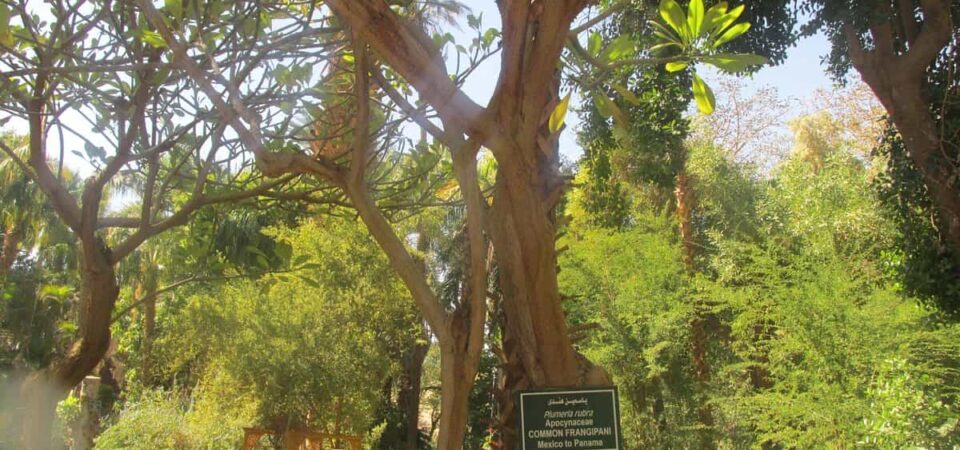 aswan The Botanic Gardens and Botanical Museum x